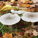 Da li je moguće zamrznuti redove i kako to ispravno učiniti